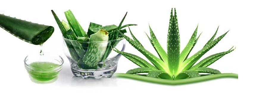 Aloe vera (Aloe Barbadensis) - beneficii şi proprietăţi