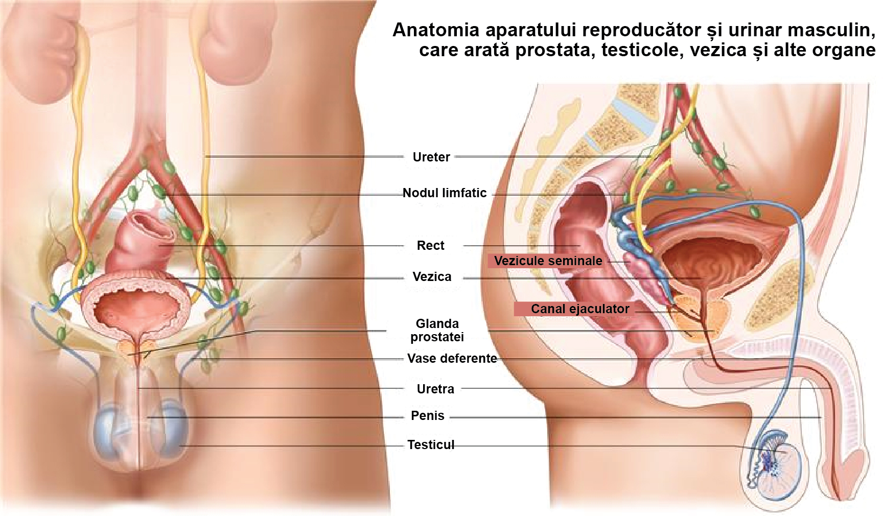 1 Din 2 Bărbați Din România Este Diagnosticat Cu Adenom De Prostată | Libertatea